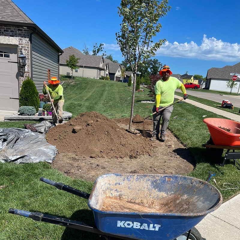 Ornamental tree and shrub planting